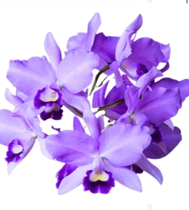 Orquídea Cattleya Portia Baronesa Coerulea Adulta | Esparta floral em 20.01.26