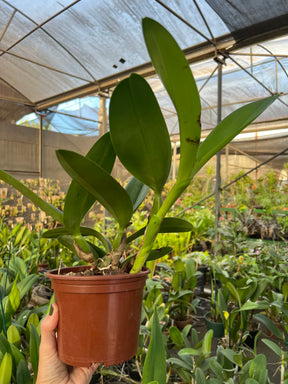Orquídea Cattleya Portia Baronesa Coerulea Adulta | Esparta floral em 20.01.26