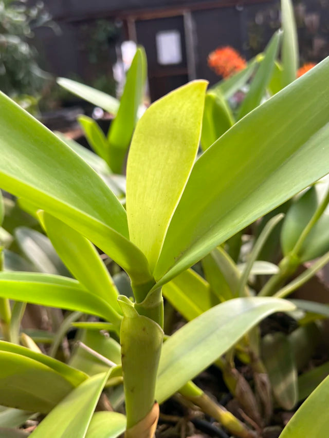 Orquídea Cattleya Portia Baronesa Coerulea Adulta | Esparta floral em 20.01.26
