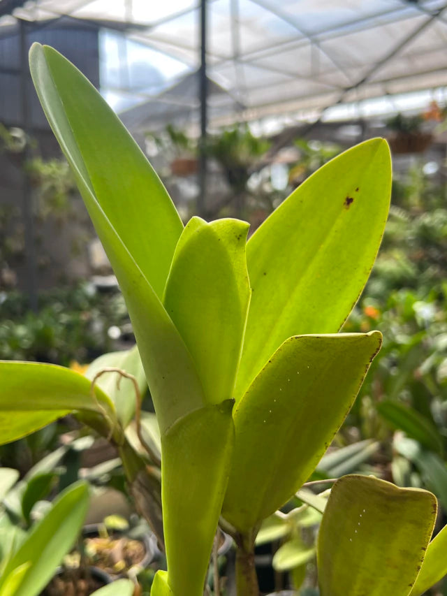 Orquídea Cattleya Portia Baronesa Coerulea Adulta | Esparta floral em 20.01.26