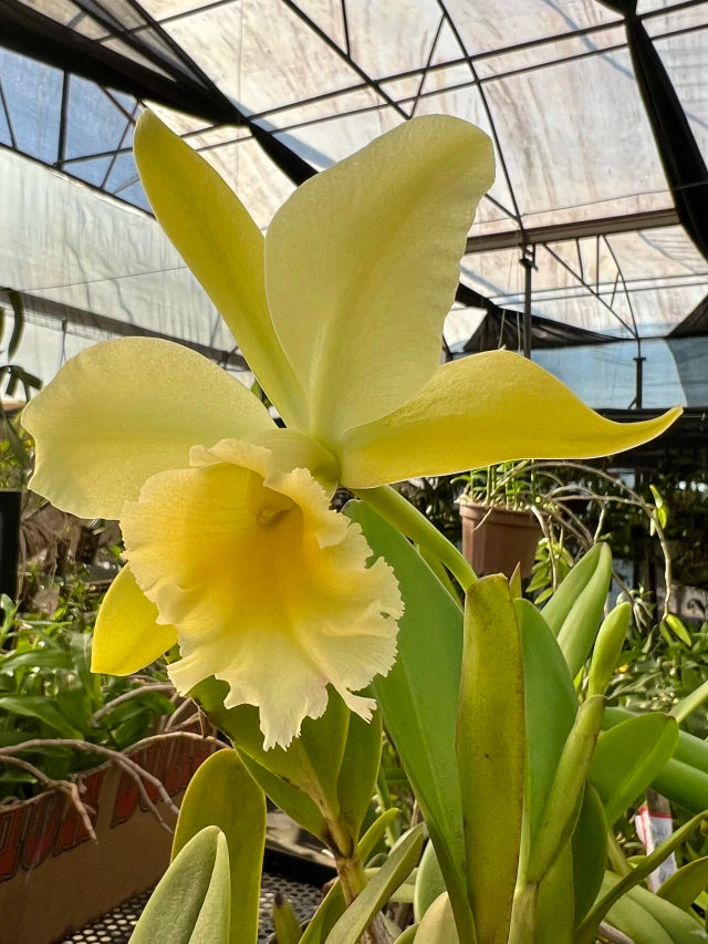 Orquídea Cattleya Waikiki × Cattleya Digbyana – Flor de Impacto, com Espata em 08.12.25