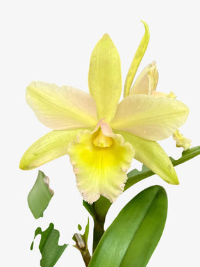 Orquídea Cattleya Waikiki × Cattleya Digbyana – Flor de Impacto, com Espata em 08.12.25