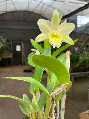Orquídea Cattleya Waikiki × Cattleya Digbyana – Flor de Impacto, com Espata em 08.12.25