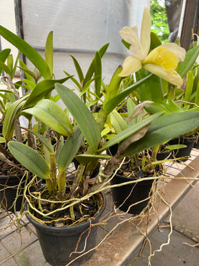 Orquídea Cattleya Waikiki × Cattleya Digbyana – Flor de Impacto, com Espata em 08.12.25
