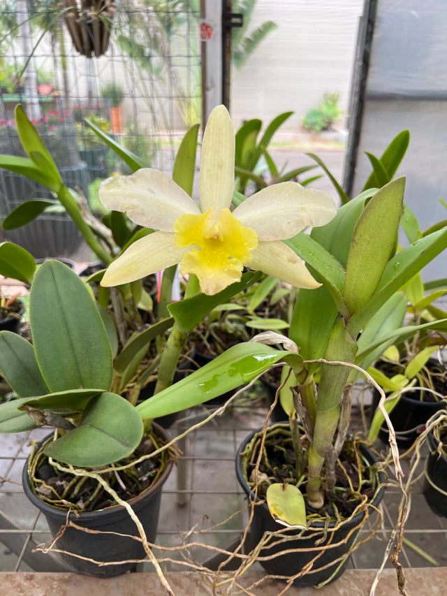 Orquídea Cattleya Waikiki × Cattleya Digbyana – Flor de Impacto, com Espata em 08.12.25