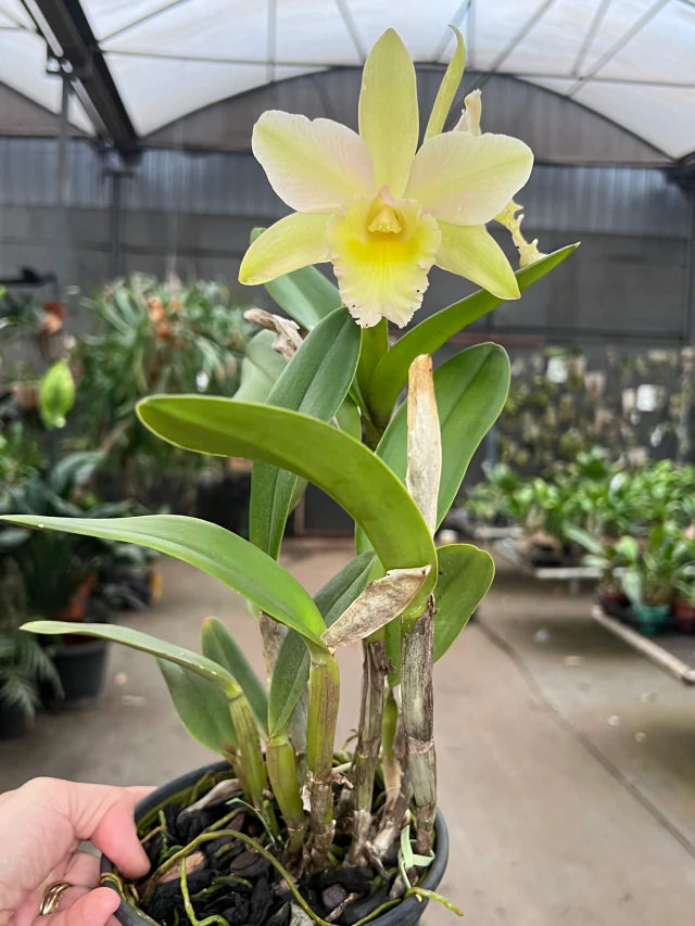 Orquídea Cattleya Waikiki × Cattleya Digbyana – Flor de Impacto, com Espata em 08.12.25