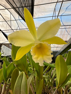 Orquídea Cattleya Waikiki × Cattleya Digbyana – Flor de Impacto, com Espata em 08.12.25