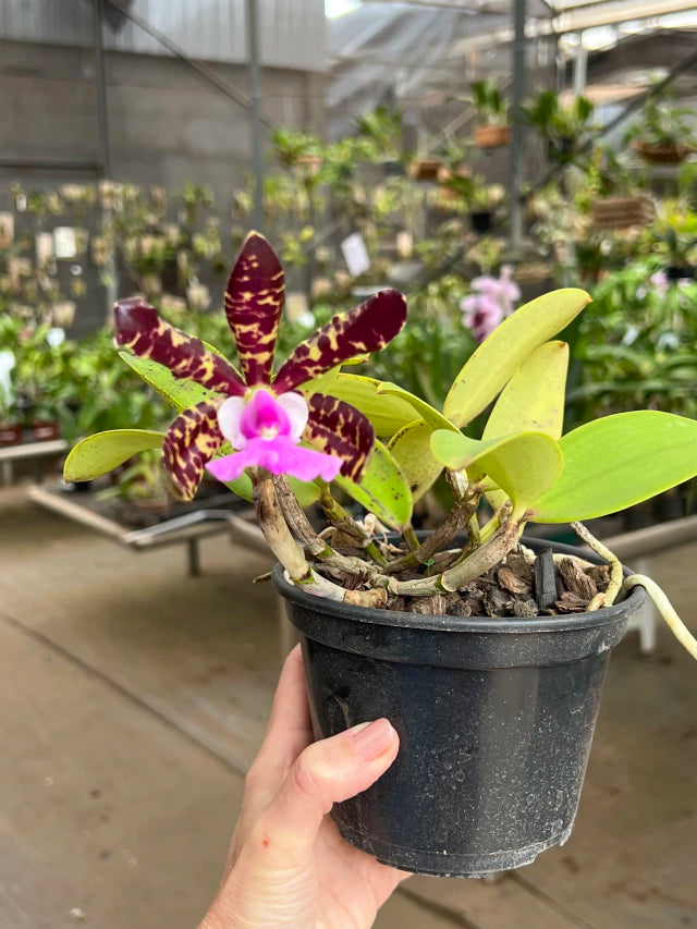 Orquídea Cattleya aclandiae ‘Nigrescens’ – Adulta, Algumas com Flor em 05/11/2025 | Flor Pintalgada e Perfumada