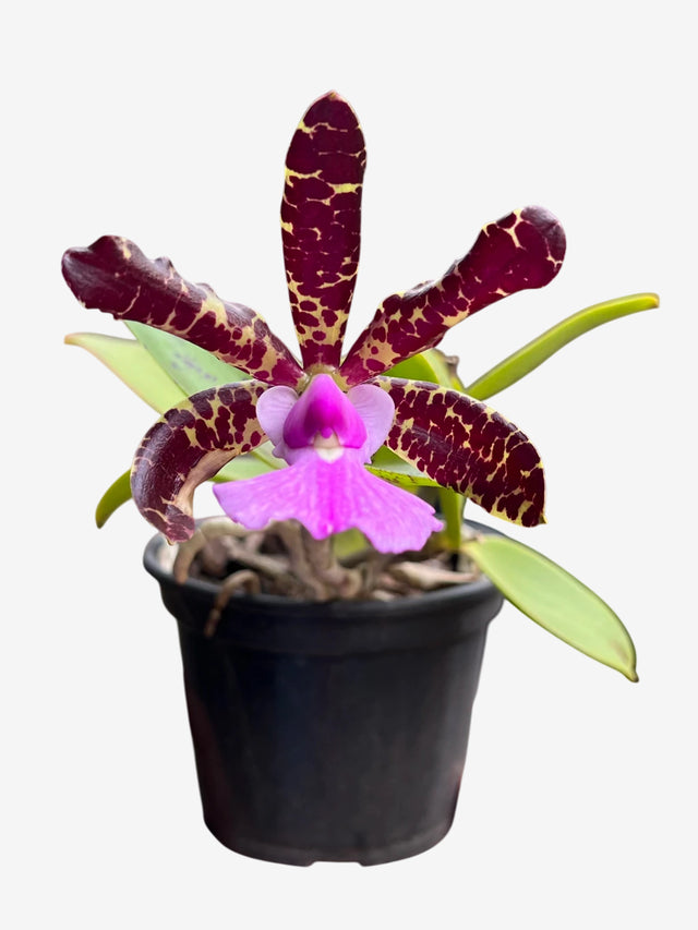 Orquídea Cattleya aclandiae ‘Nigrescens’ – Adulta, Algumas com Flor em 05/11/2025 | Flor Pintalgada e Perfumada