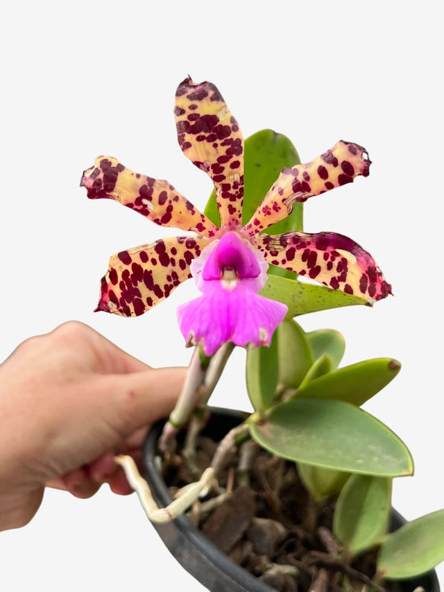 Orquídea Cattleya aclandiae (tipo) – Adulta, Última Flor em 11/2025 | Flor Pintalgada e Perfumada