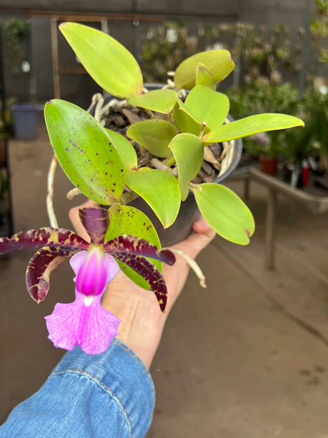 Orquídea Cattleya aclandiae (tipo) – Adulta, Última Flor em 11/2025 | Flor Pintalgada e Perfumada