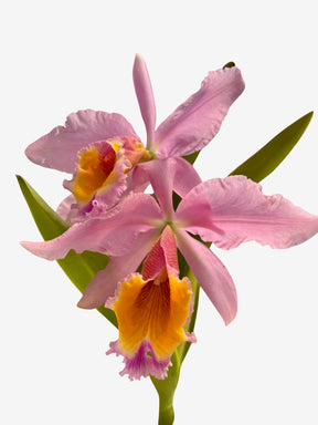 Orquídea Cattleya eldorado × C. dowiana áurea – com Flor em 30/11/2025, Flor com Labelo Marcante