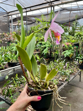 Orquídea Cattleya eldorado × C. dowiana áurea – com Flor em 30/11/2025, Flor com Labelo Marcante