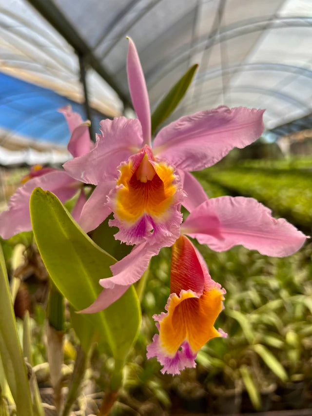 Orquídea Cattleya eldorado × C. dowiana áurea – com Flor em 30/11/2025, Flor com Labelo Marcante