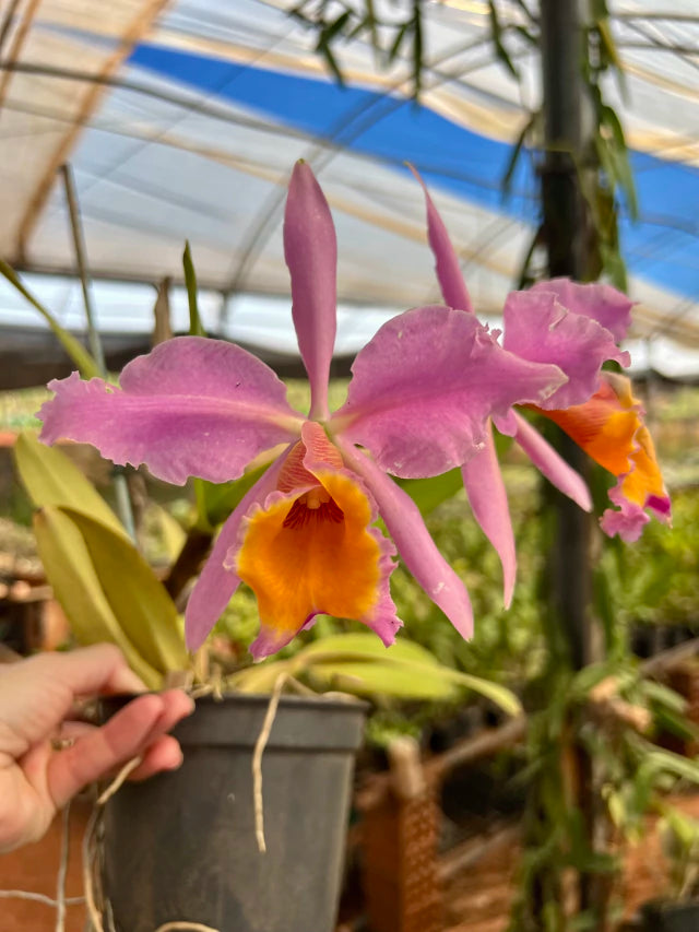 Orquídea Cattleya eldorado × C. dowiana áurea – com Flor em 30/11/2025, Flor com Labelo Marcante