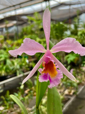Orquídea Cattleya eldorado × C. dowiana áurea – com Flor em 30/11/2025, Flor com Labelo Marcante