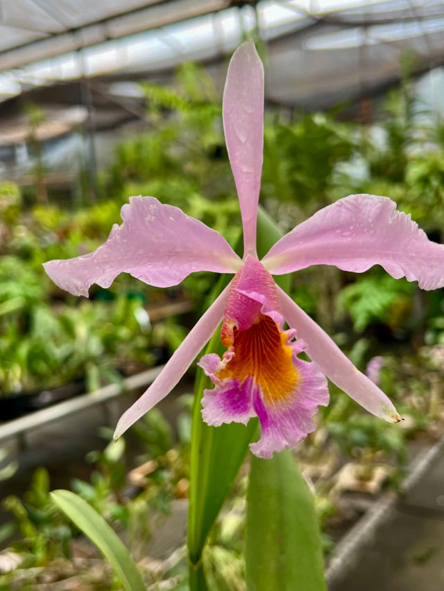 Orquídea Cattleya eldorado × C. dowiana áurea – com Flor em 30/11/2025, Flor com Labelo Marcante