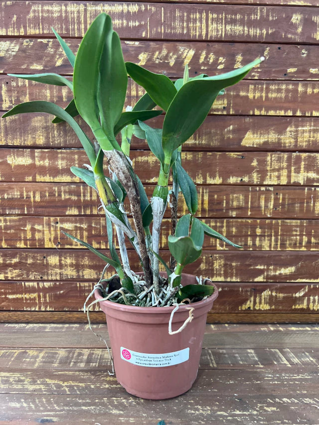 Orquídea Cattleya guarianthe aurantiacs mishima sport x epicattleya Volcano Trick- algumas com espata 04.02.26