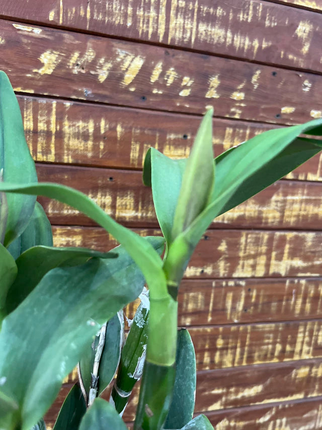 Orquídea Cattleya guarianthe aurantiacs mishima sport x epicattleya Volcano Trick- algumas com espata 04.02.26