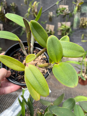 Orquídea Cattleya lueddemanniana × C. harrisoniana – Adulta e Apta à Floração, Flor Clássica com Labelo Marcante