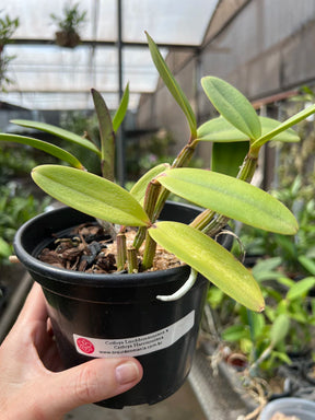 Orquídea Cattleya lueddemanniana × C. harrisoniana – Adulta e Apta à Floração, Flor Clássica com Labelo Marcante