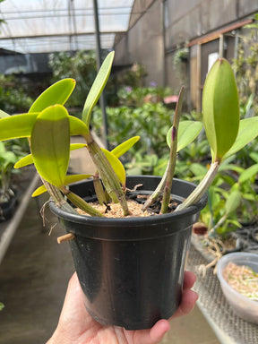 Orquídea Cattleya lueddemanniana × C. harrisoniana – Adulta e Apta à Floração, Flor Clássica com Labelo Marcante