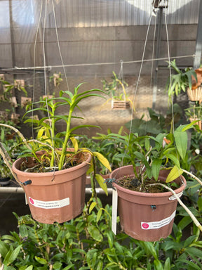 Orquídea Dendrobium Anosmum Alba - Apta à Floração, Enviada Plantada no Vaso
