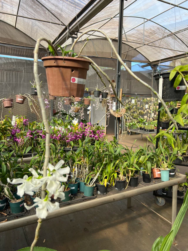 Orquídea Dendrobium Anosmum Alba - Apta à Floração, Enviada Plantada no Vaso