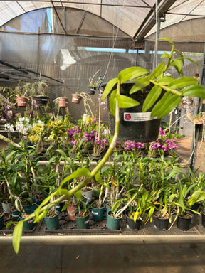 Orquídea Dendrobium Anosmum Alba - Apta à Floração, Enviada Plantada no Vaso