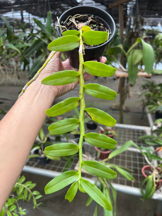 Orquídea Dendrobium Anosmum Alba - Apta à Floração, Enviada Plantada no Vaso