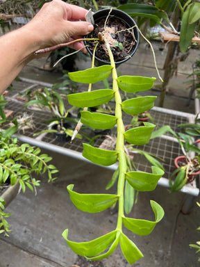 Orquídea Dendrobium Anosmum Alba - Apta à Floração, Enviada Plantada no Vaso