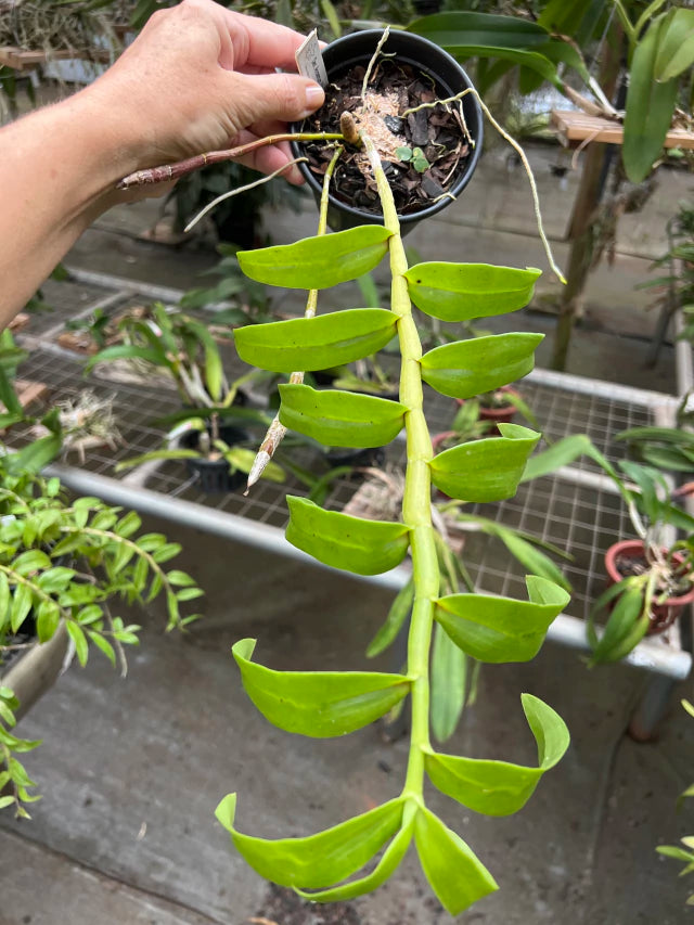 Orquídea Dendrobium Anosmum Alba - Apta à Floração, Enviada Plantada no Vaso