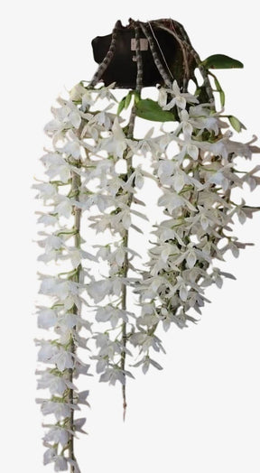 Orquídea Dendrobium Anosmum Alba - Apta à Floração, Enviada Plantada no Vaso