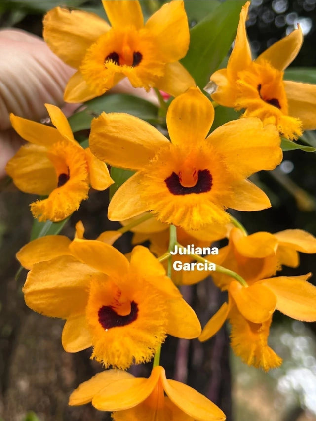Orquídea Dendrobium Fimbriatum - Adulta e Apta a Floração