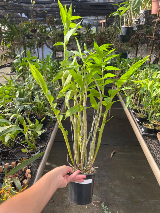 Orquídea Dendrobium Fimbriatum - Adulta e Apta a Floração