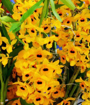 Orquídea Dendrobium Fimbriatum - Adulta e Apta a Floração