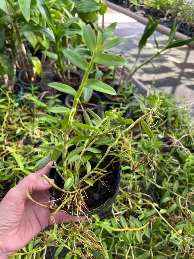 Orquídea Dendrobium Lodigesii - Adulta e Apta a Floração