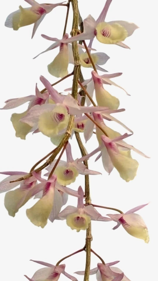 Orquídea Dendrobium Pierardii Adulta - Planta Apta à Floração, Enviada Plantada no Vaso | Orquideomania
