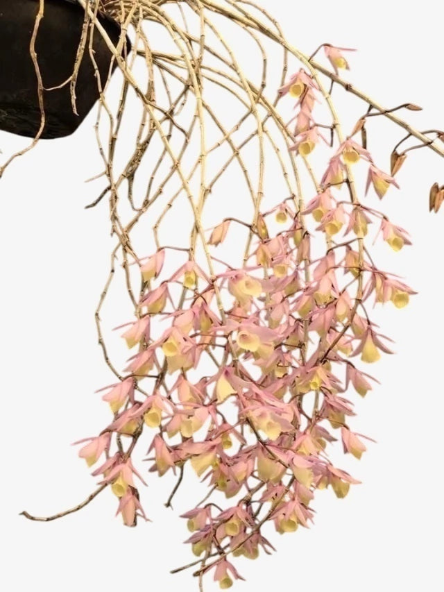 Orquídea Dendrobium Pierardii Adulta - Planta Apta à Floração, Enviada Plantada no Vaso | Orquideomania