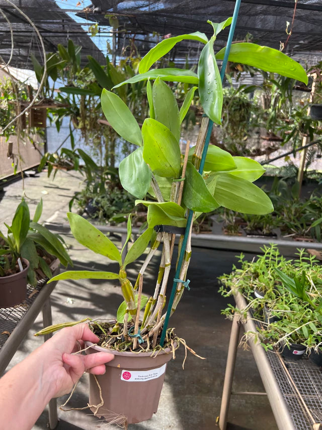 Orquídea Dendrobium Rosy cluster - Adulta e Apta a floração
