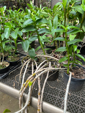 Orquídea Dendrobium anosmum coerulea – Adulta e Apta à Floração, Flor Perfumada em Hastes Pendentes