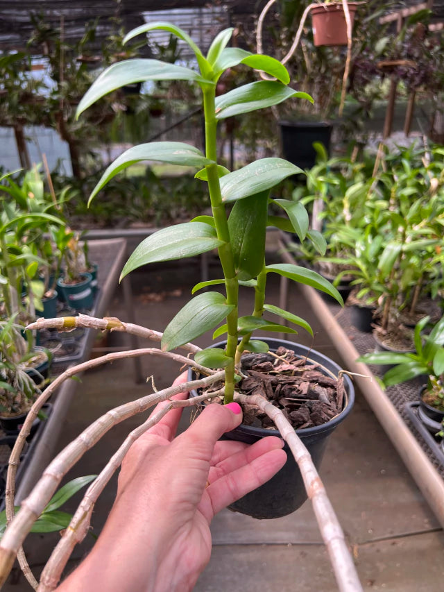 Orquídea Dendrobium anosmum coerulea – Adulta e Apta à Floração, Flor Perfumada em Hastes Pendentes