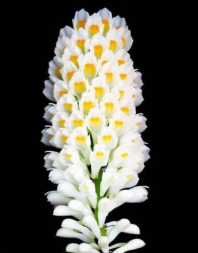 Orquídea Dendrobium secundum (alba ou tipo) – Adulta e Apta à Floração, Flor em Espiga Densa e Perfumada