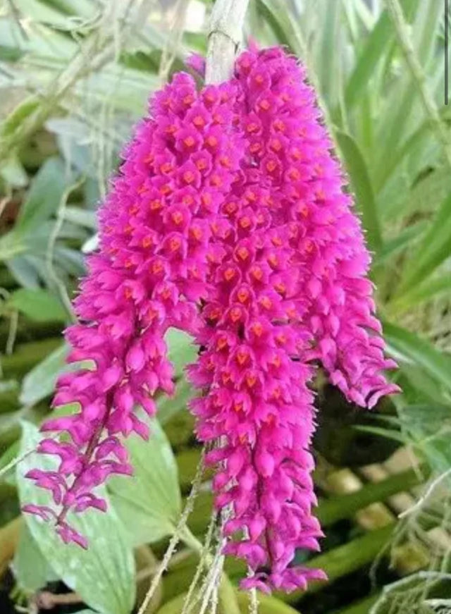 Orquídea Dendrobium secundum (alba ou tipo) – Adulta e Apta à Floração, Flor em Espiga Densa e Perfumada