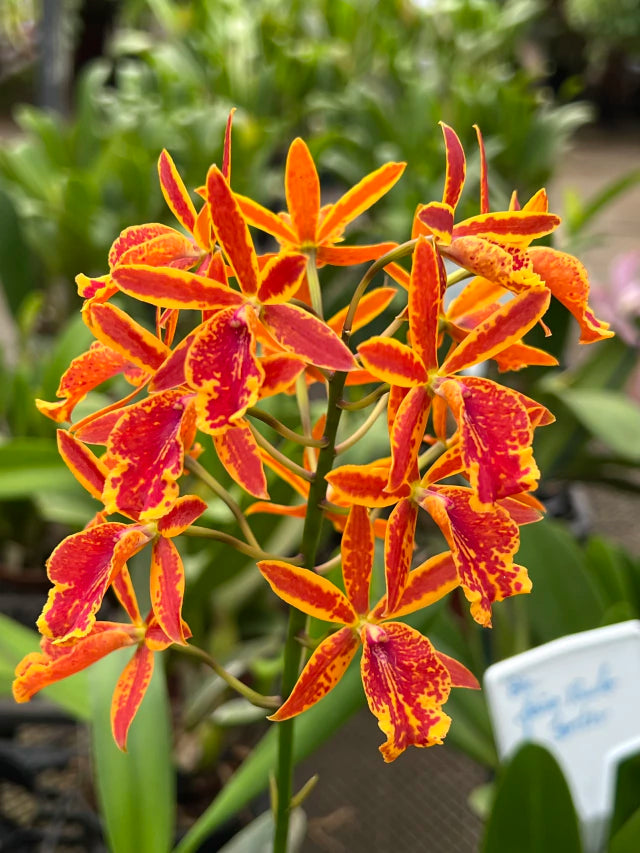Orquídea Epicattleya Volcano Trick - flores ou botões em 10.01.26