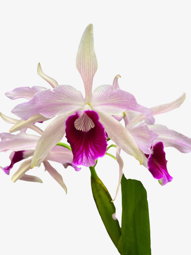 Orquídea Laelia pacavia – com Flor em 05/12/2025, Flor Grande com Labelo Marcante