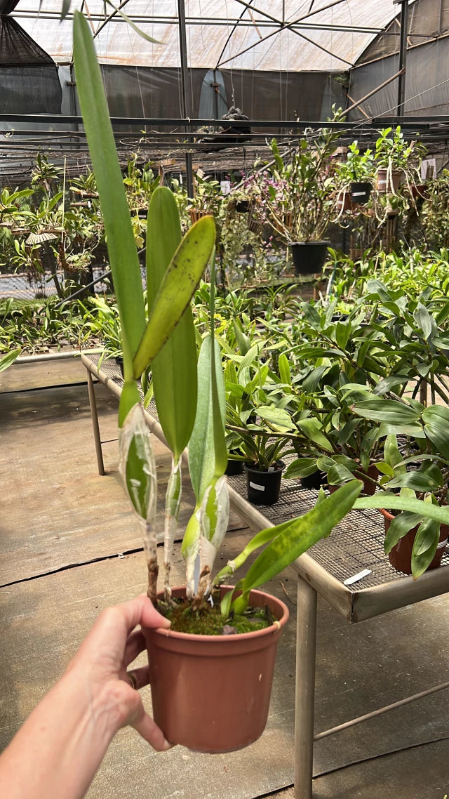 Orquídea Laelia pacavia – com Flor em 05/12/2025, Flor Grande com Labelo Marcante