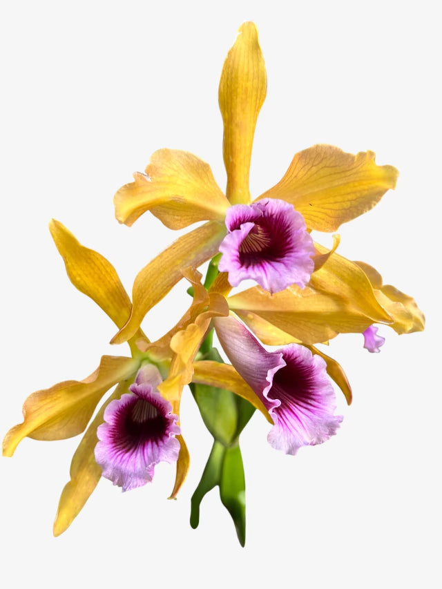 Orquídea Laelia tenebrosa - algumas com Espata – Adulta e Apta à Floração