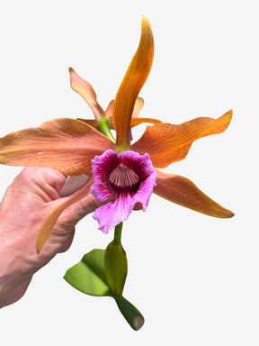 Orquídea Laelia tenebrosa - algumas com Espata – Adulta e Apta à Floração