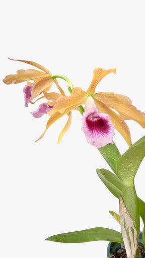 Orquídea Laelia tenebrosa - algumas com Espata – Adulta e Apta à Floração